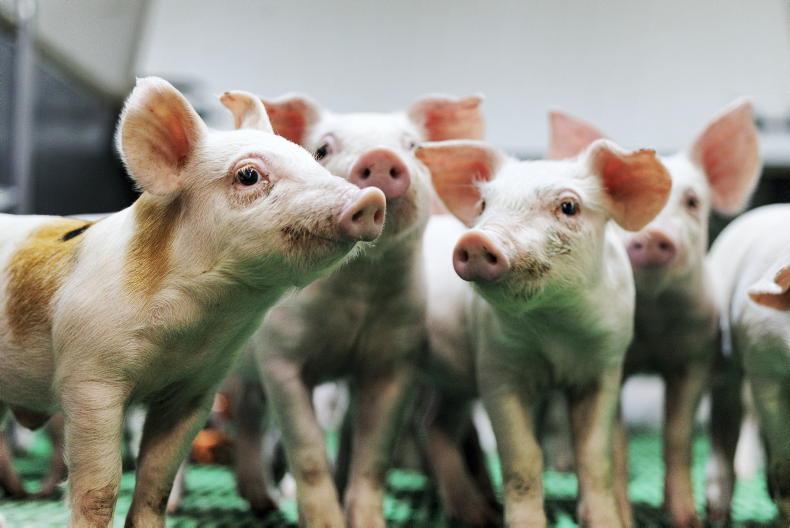 Higher costs and weaker prices hit pig farmers