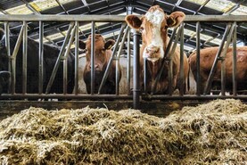Farmer Writes: the days are getting shorter and the ground is getting softer