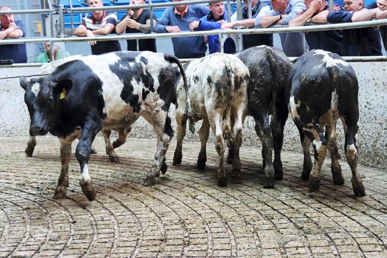 Camera at the Mart: bounce in bucket-fed weanling price at Corrin