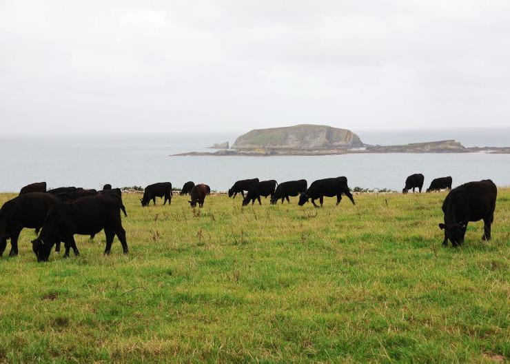 Dairy calf to beef system delivers in west Cork 