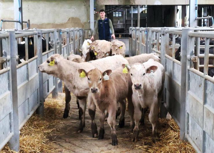 Price gap of €119/head on calf CBV in marts