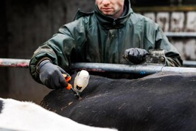 Farmers urged to remain vigilant following confirmed bluetongue case