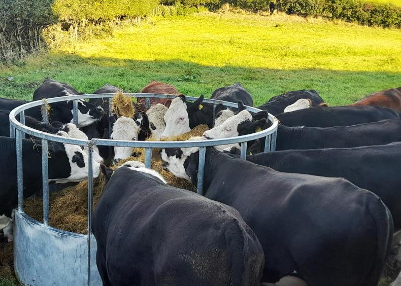 Cattle beat sheep in dry conditions