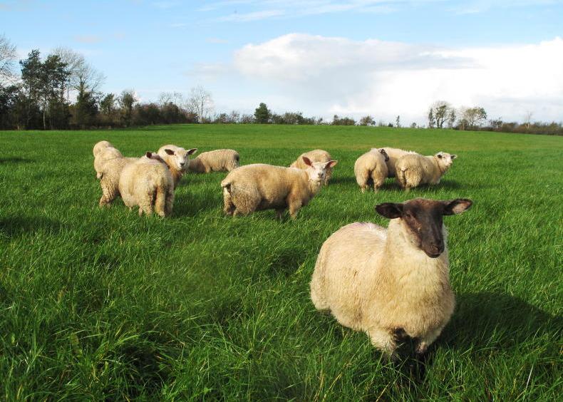 Disease risks to be mindful to this autumn