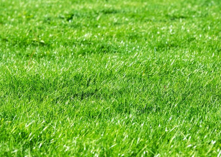 Home Farm: lush green grass returns 