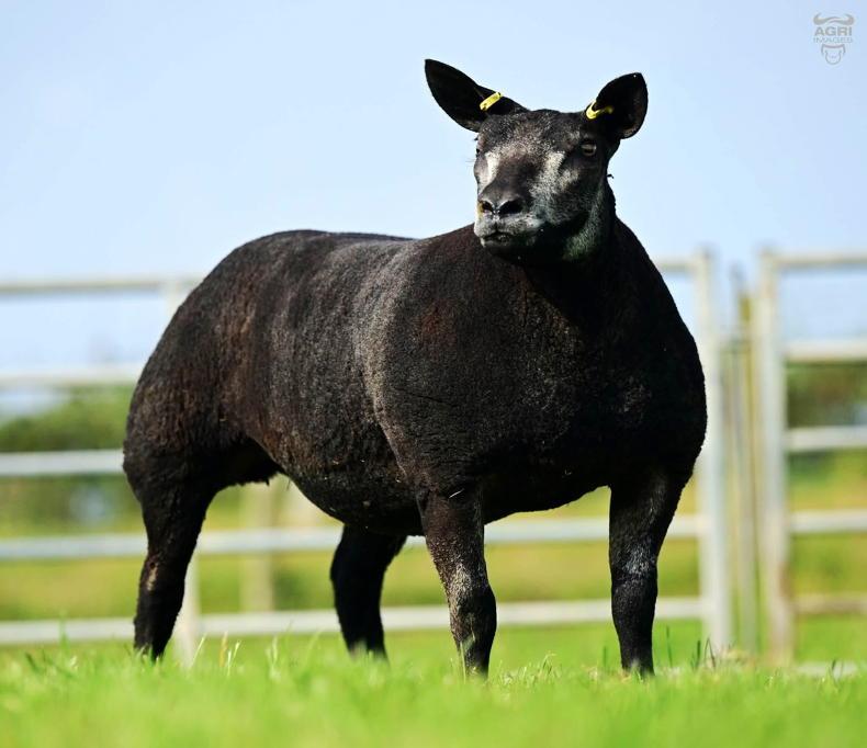 Farmview Klover crowned Irish Blue Texel Sheep Society Premier Show Champion