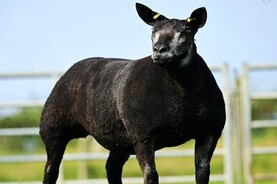 Farmview Klover crowned Irish Blue Texel Sheep Society premier show champion