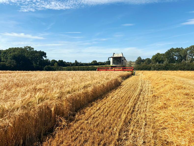 Maize harvest coming into view