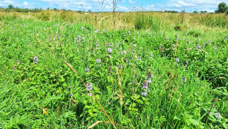 Department issues rare breeds and NPI updates for ACRES farmers 