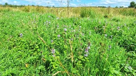 Department issues rare breeds and NPI updates for ACRES farmers 