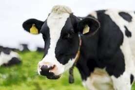 Slight rise in Ornua PPI for August 