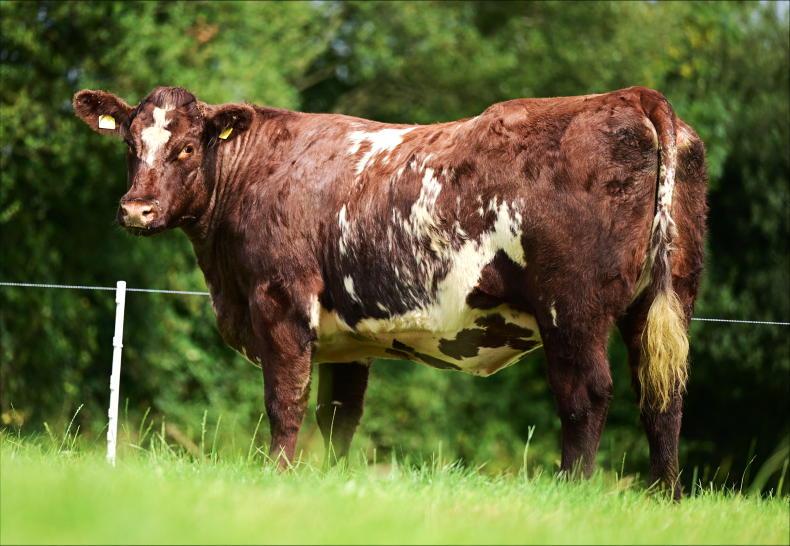 Valuable Shorthorn heifer lives up to name in setting new NI record price