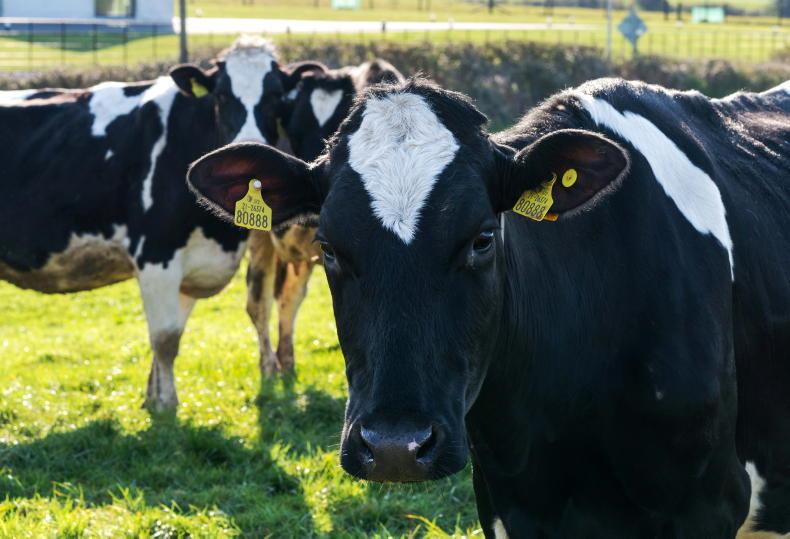 Dairy farmer survey puts ideal cow weight at 580kg