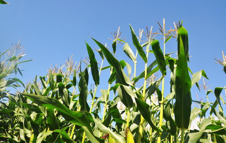 Additive essential in dry maize crops to safeguard every tonne