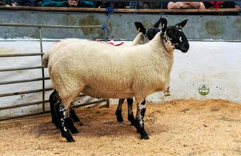 Camera at the Mart: ewe lambs shine bright in Milford