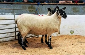 Camera at the Mart: ewe lambs shine bright in Milford