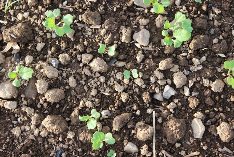 Tillage Management: sowing, seed and stubbles
