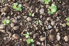 Tillage Management: sowing, seed and stubbles
