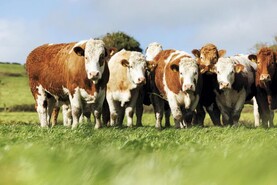 Public to vote on nation's favourite cattle breed at Ploughing