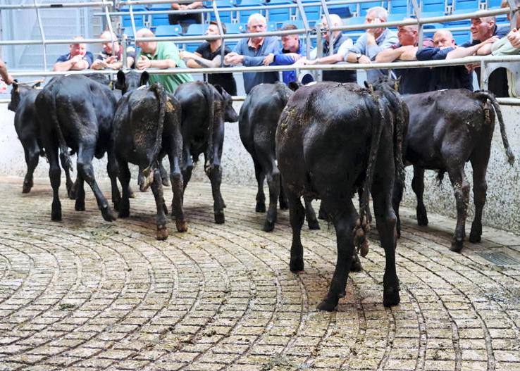 Good start to bucket-fed weanling trade