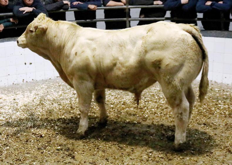 Camera at the Mart: quality calves in demand in Headford