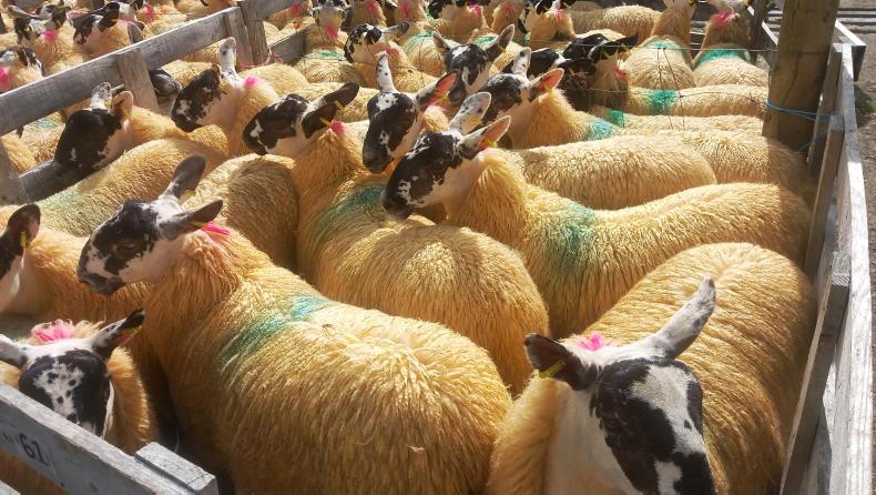 Mule ewe lambs sell to £355 at Aghanloo