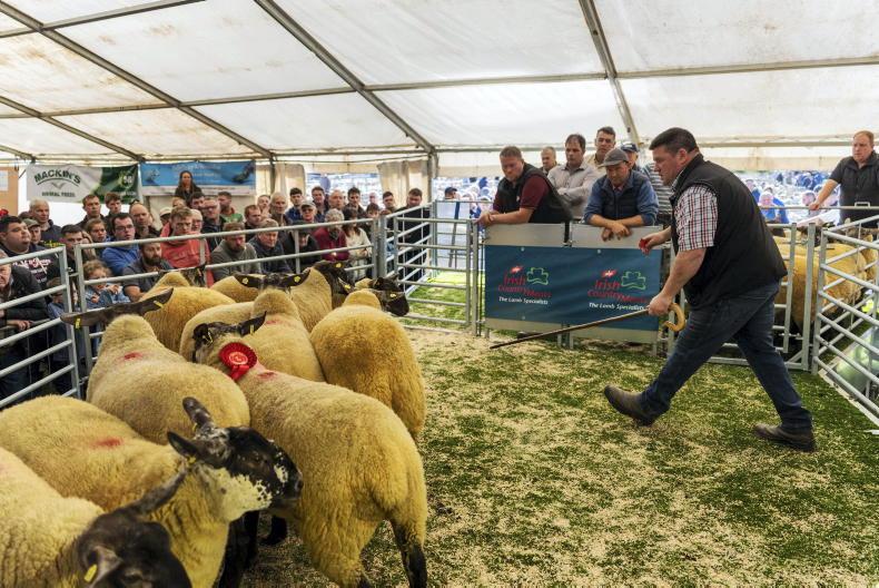 Camera at the Mart: 97% clearance at largest Cooley sheep sale
