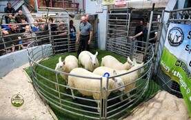 Camera at the Mart: greater bite for Cheviots in Donegal