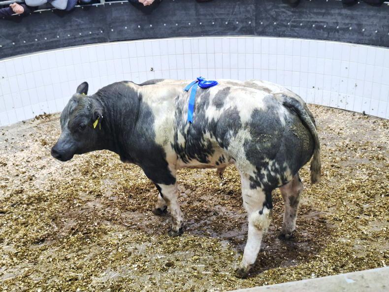 350kg bull weanlings hit the 'sweet spot' for exporters at Roscommon Mart