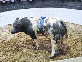 350kg bull weanlings hit the 'sweet spot' for exporters at Roscommon Mart