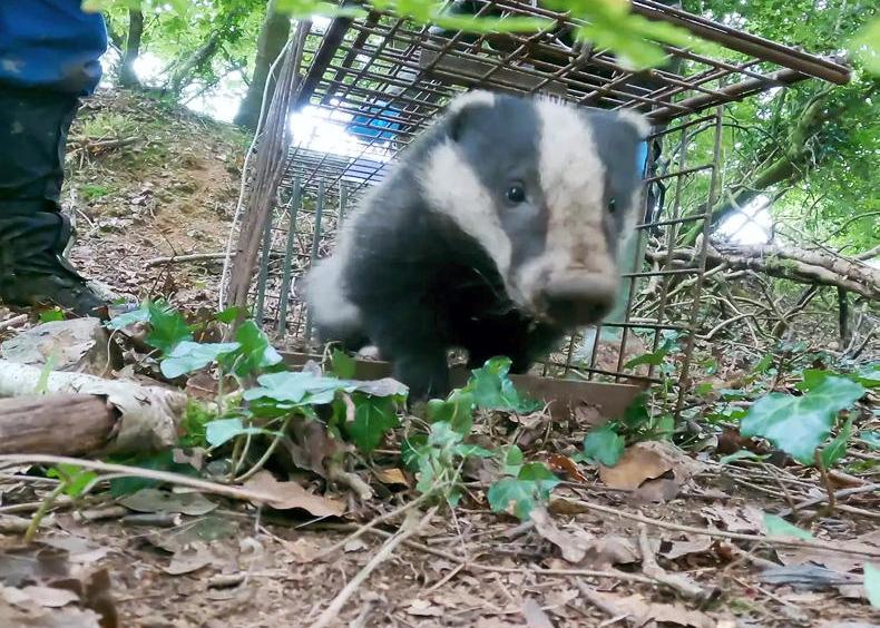 DAERA extends TB wildlife consultation