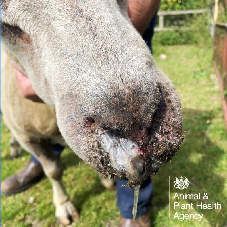 NI remains on  high alert for bluetongue cases