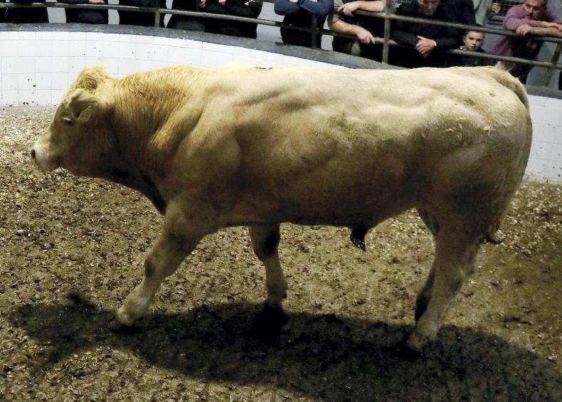 MartBids Database: majority of cattle still going direct to slaughter