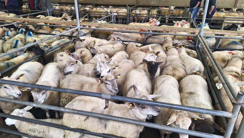 Sheep mart watch: lambs sharper but breeding sheep sluggish