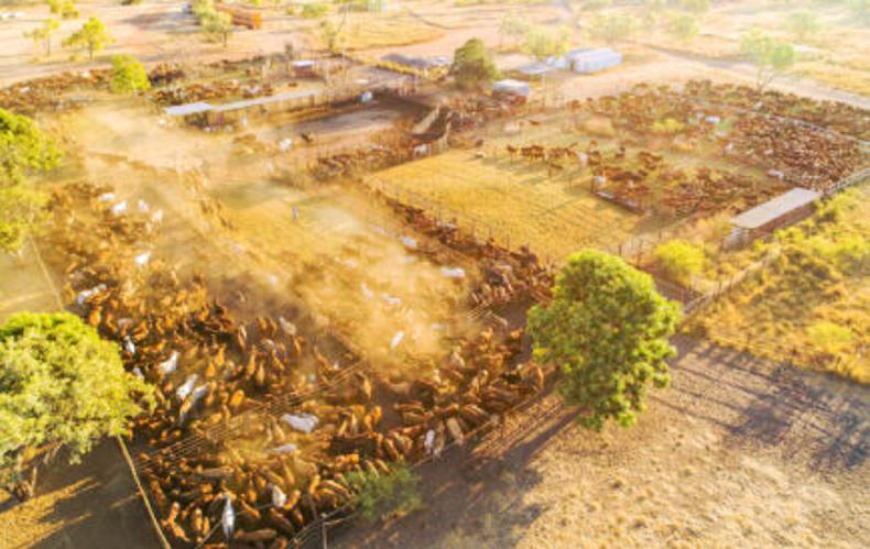Carbon dreams over for cattle station the size of Kerry 