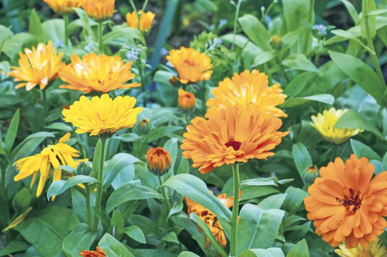Gardening with Mary: enjoy the golden glow of calendula