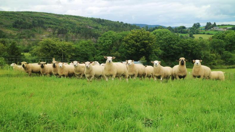 Sheep Management: fertiliser deadline, blowfly protection and diary dates
