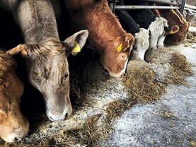 Feed mills warn of ration price rises