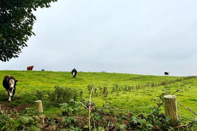 ‘The crème de la crème’: 228ac Mayo farm seeks €2.2m