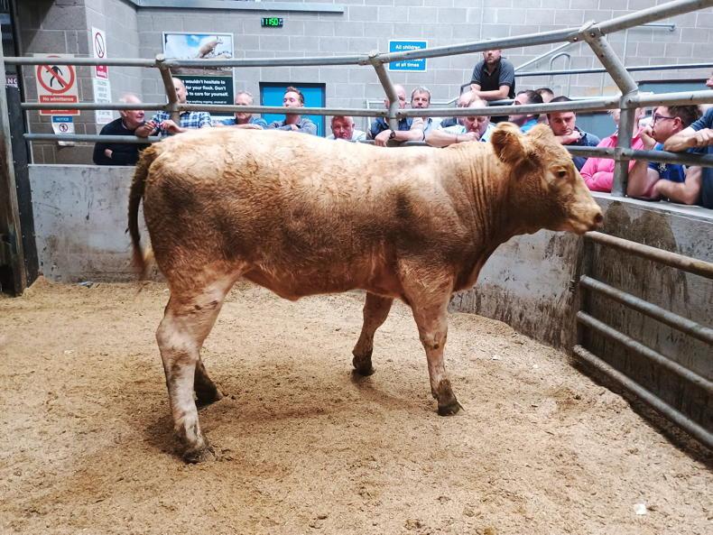 Northern View: NI factories paying more for cattle