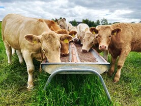 Beef management: grass supplies, fertiliser and the Beef Welfare Scheme 