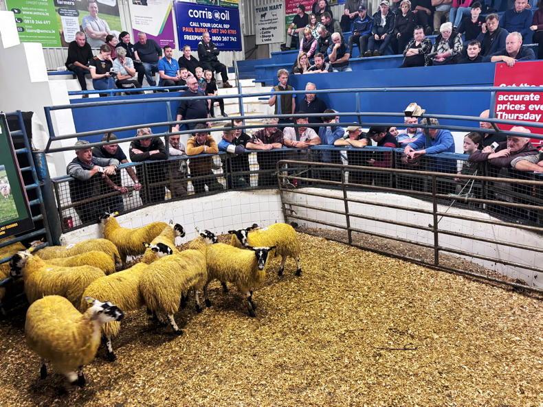 Camera at the mart: mules top out at €400/head in Tuam