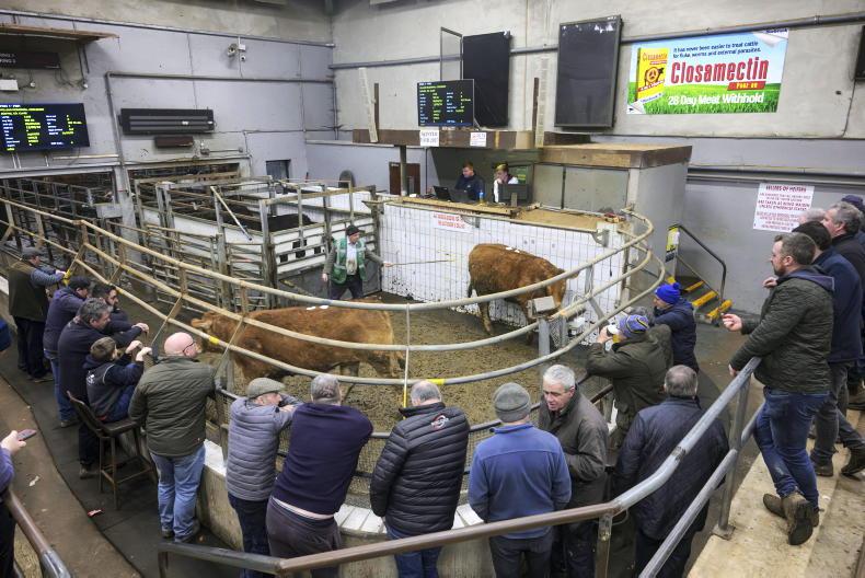 Ploughing attendees catch Ennis Mart sale live on IFJ stand