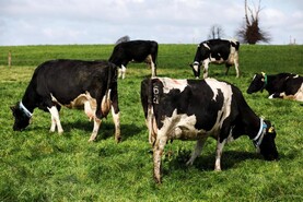 What is the grass situation on dairy farms?