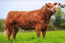 Win a show heifer for free on the Irish Farmers Journal stand at Ploughing 2026