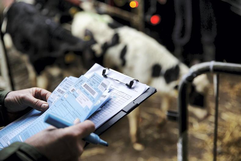 Calf exporters hit back at Dutch over 'politically motivated' threats