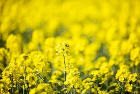 Rapeseed cake cuts beef emissions by 9%