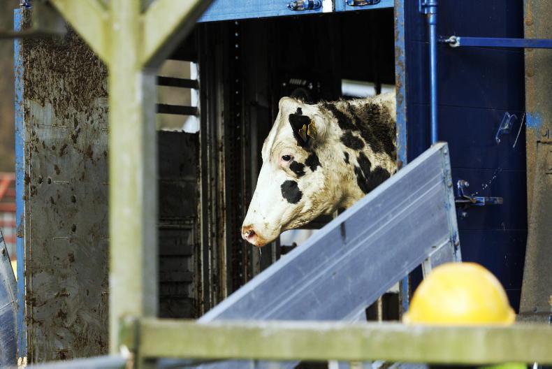Warning issued after elderly farmer killed by ‘flighty’ cow during loading