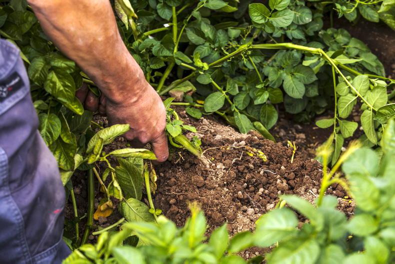 Food security concerns as 83% of fruit and veg are imported in Ireland