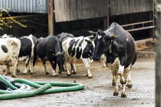 Agri jobs: several dairy farm vacancies available across Munster 